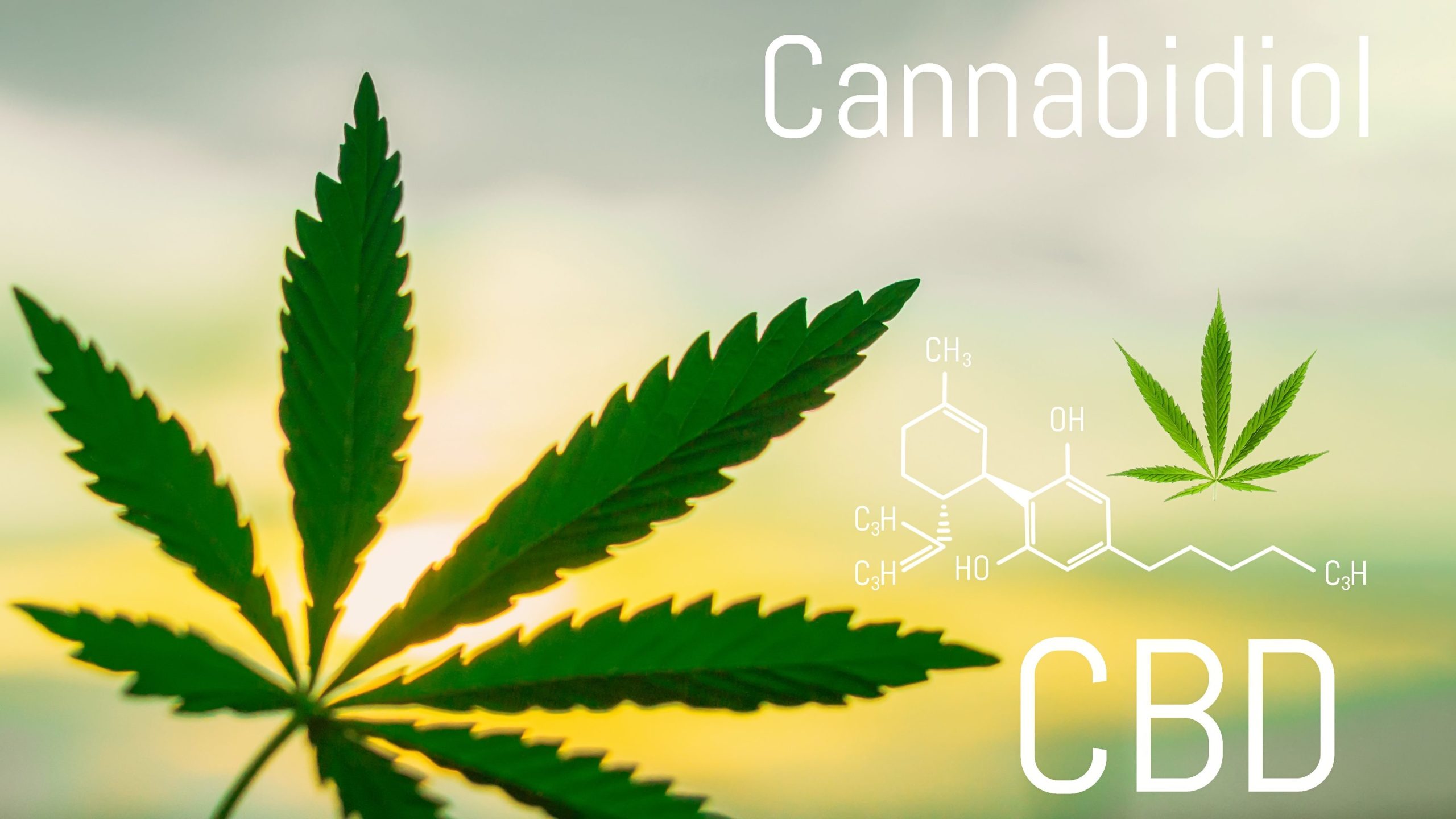 CBD and Wellness: Hype vs. Scientific Evidence